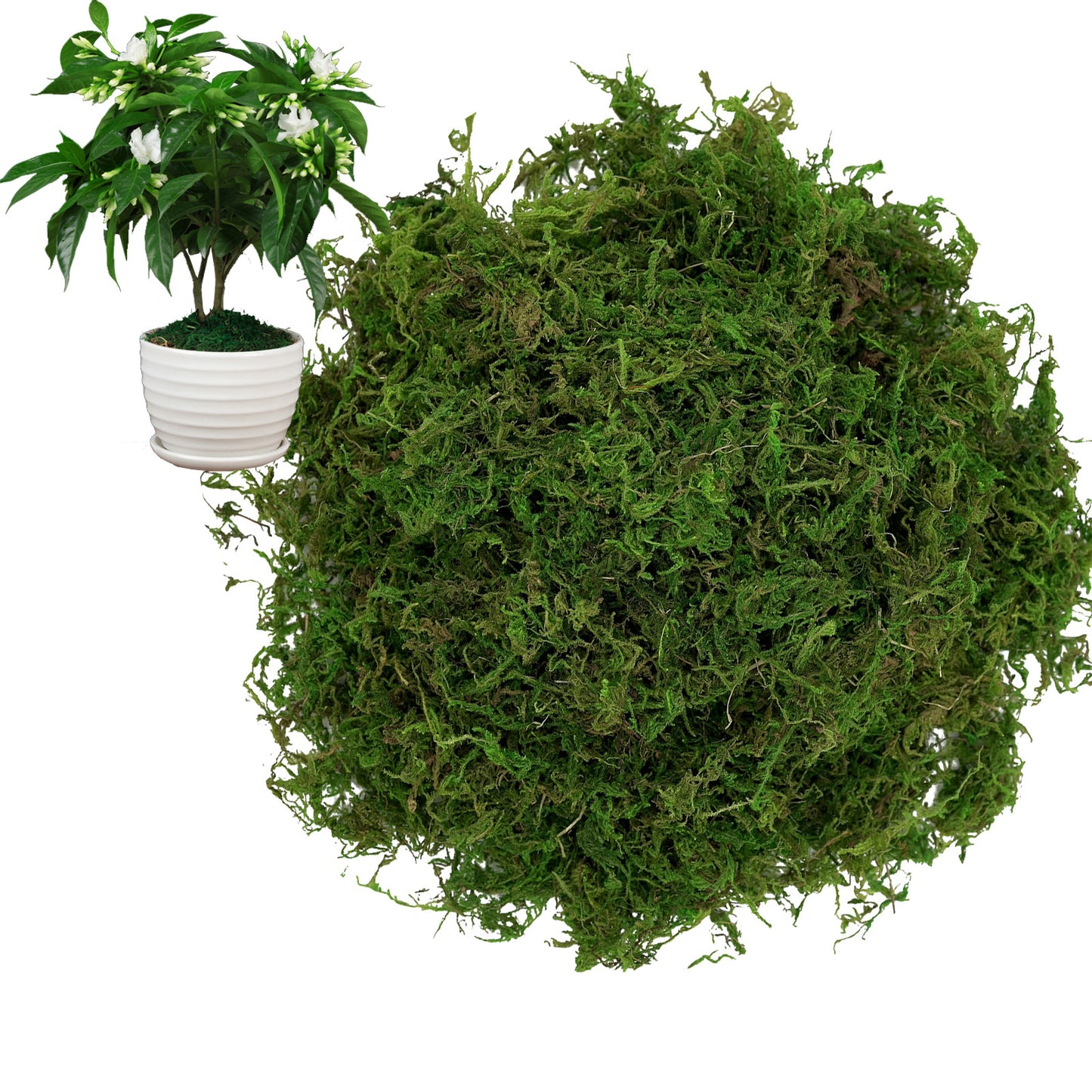 100g Natural Moss for Plants Indoor, Real Moss for Arts and Crafts for Potted Fairy Garden DIY Model Making Walls Glass Containers Home Decor (3.5 oz)