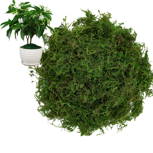 100g Natural Moss for Plants Indoor, Real Moss for Arts and Crafts for Potted Fairy Garden DIY Model Making Walls Glass Containers Home Decor (3.5 oz)