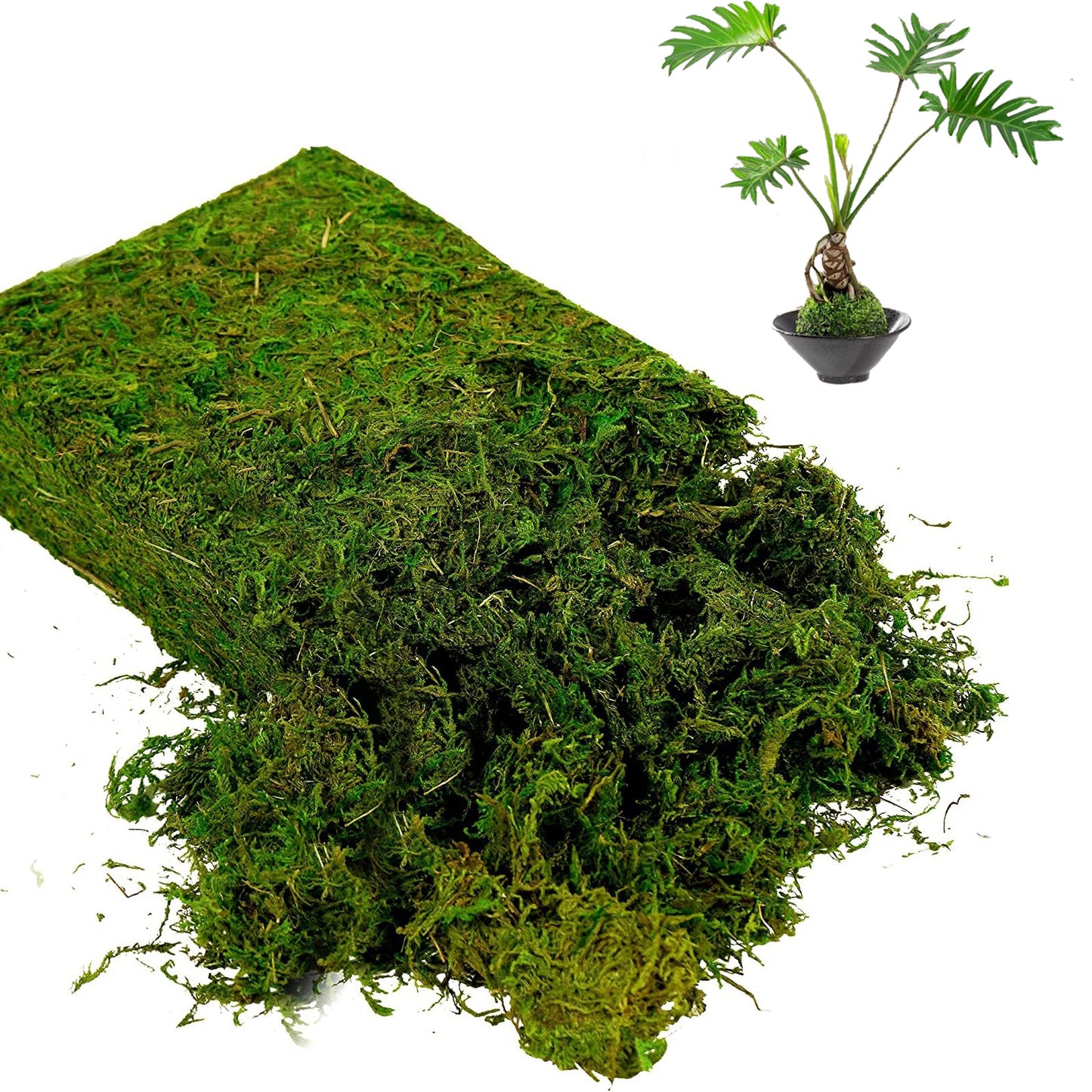 100g Natural Moss for Plants Indoor, Real Moss for Arts and Crafts for Potted Fairy Garden DIY Model Making Walls Glass Containers Home Decor (3.5 oz)