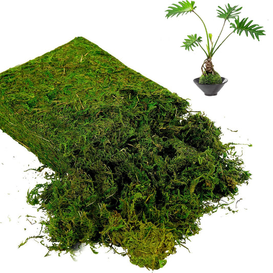 100g Natural Moss for Plants Indoor, Real Moss for Arts and Crafts for Potted Fairy Garden DIY Model Making Walls Glass Containers Home Decor (3.5 oz)