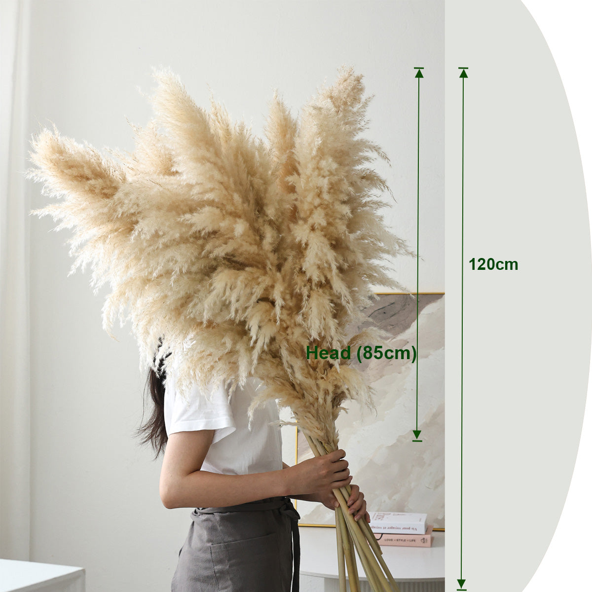 Natural Pampas Grass Home Decoration, Reed Grass, Pompas Grass, Dry Plants Tall Pampas Grass for Home ,Office, Weddingm, Farmhouse, Boho Decor